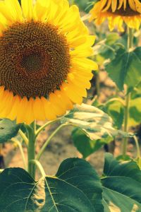 sunflowerlove
