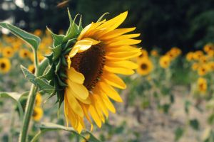 sunflowerlove2